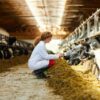 Ensuring Quality and Safety in Animal Products