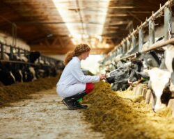 Ensuring Quality and Safety in Animal Products